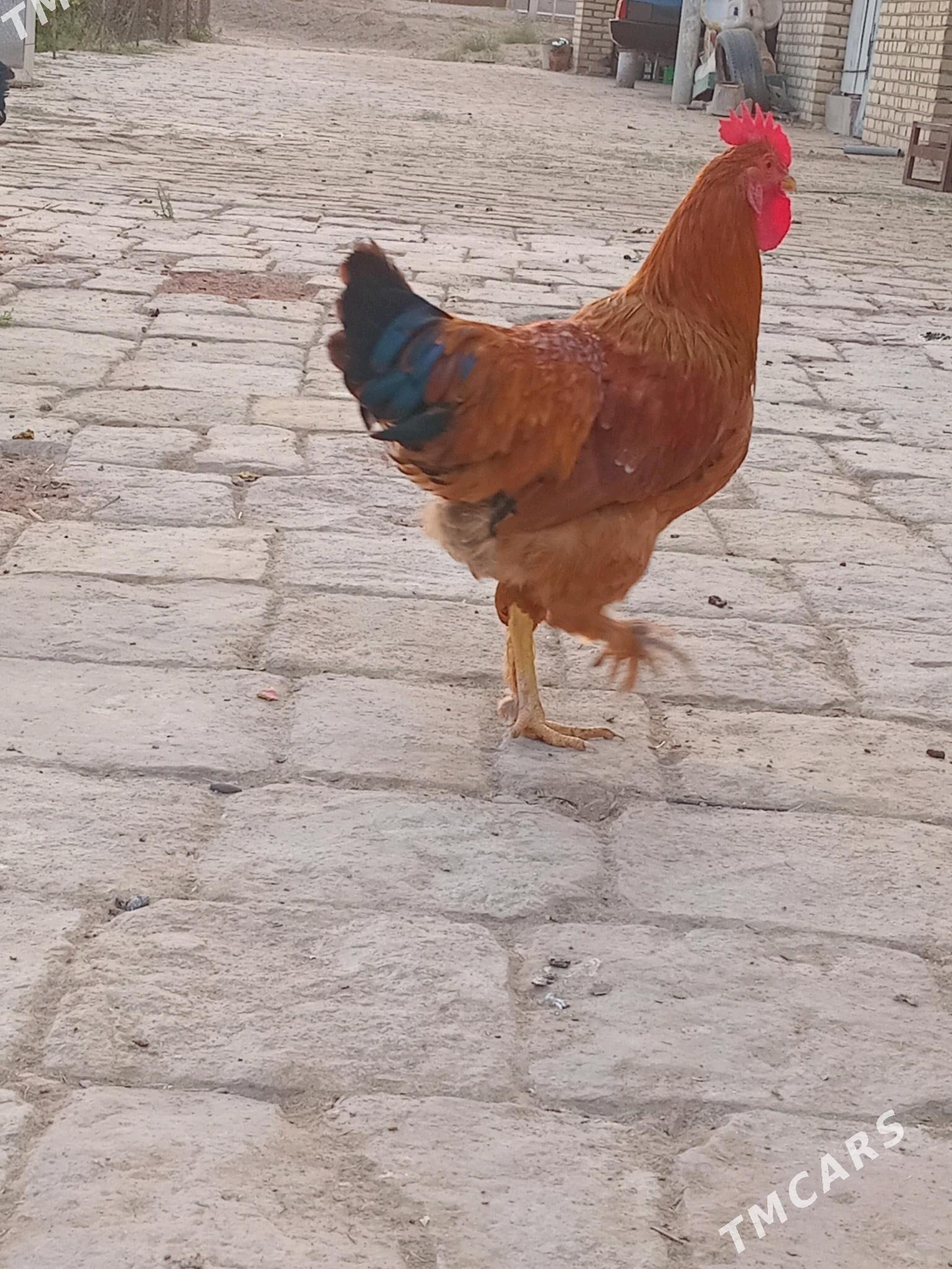 Horaz - Murgap - img 4