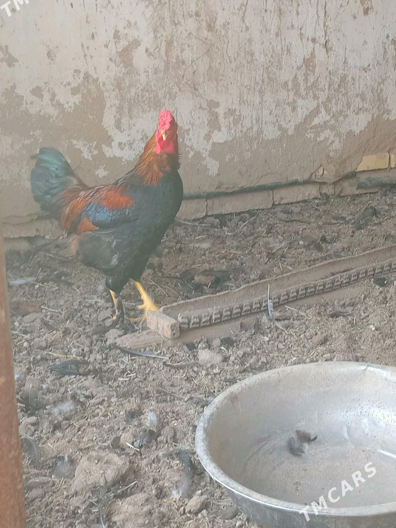 Horaz - Murgap - img 3