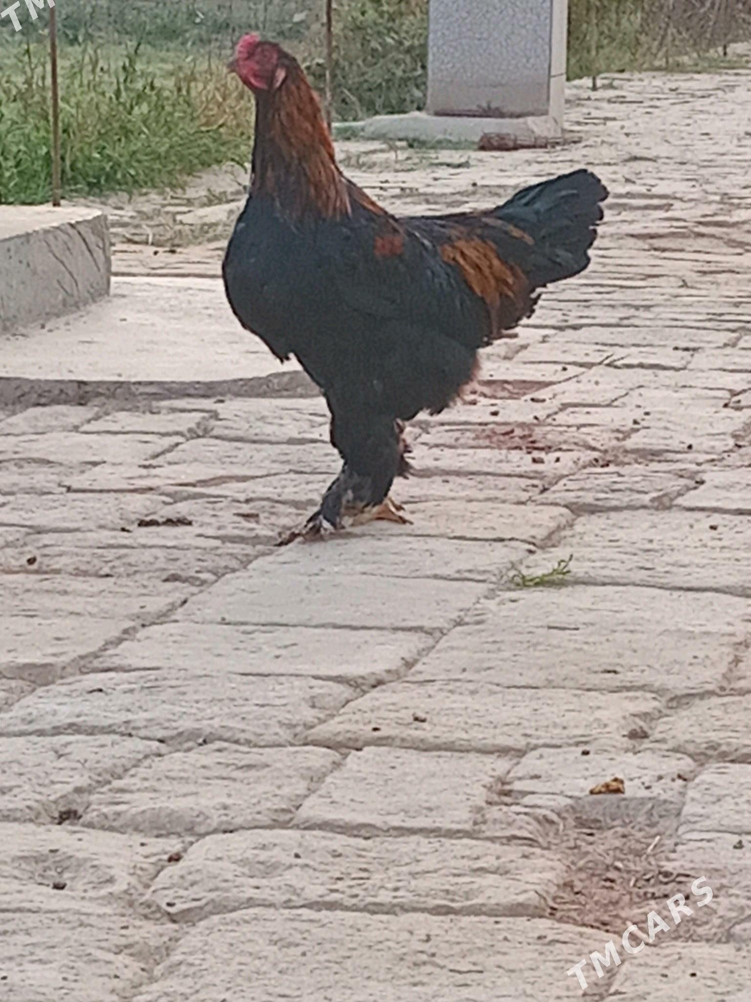 Horaz - Murgap - img 1