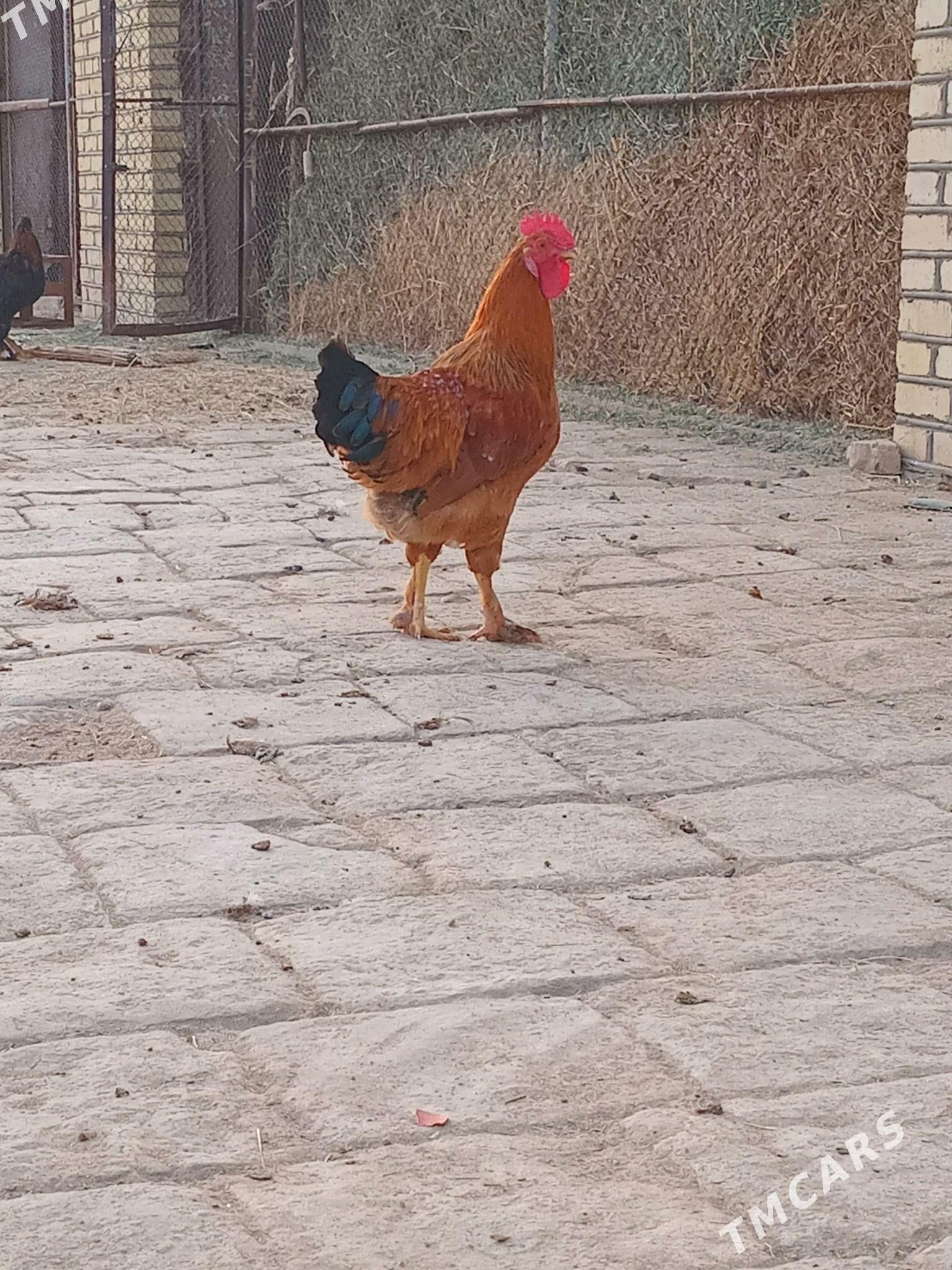 Horaz - Murgap - img 2