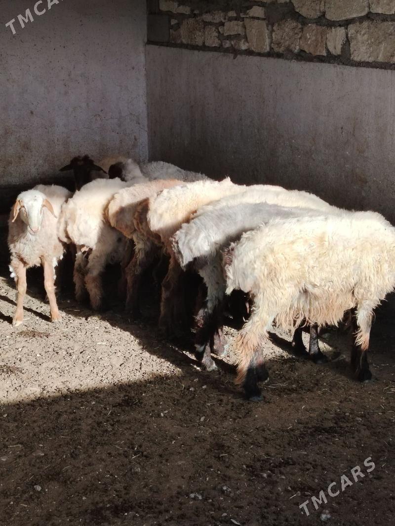 işşek tokly - Balkanabat - img 2