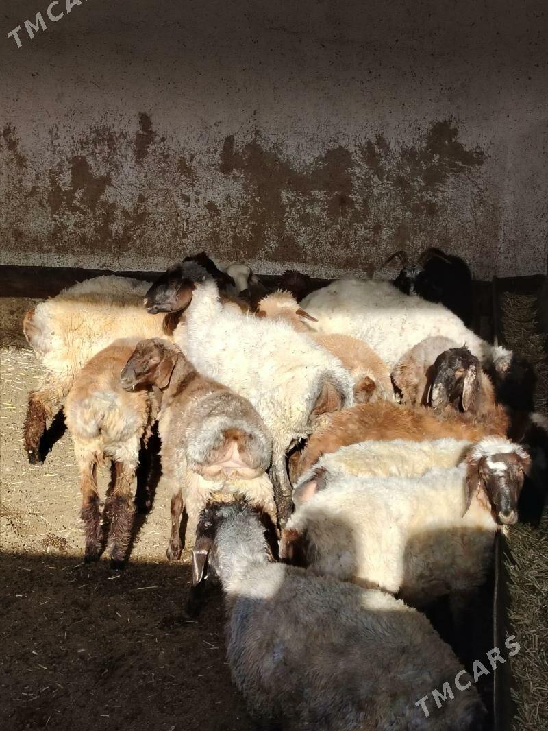 işşek tokly - Balkanabat - img 1