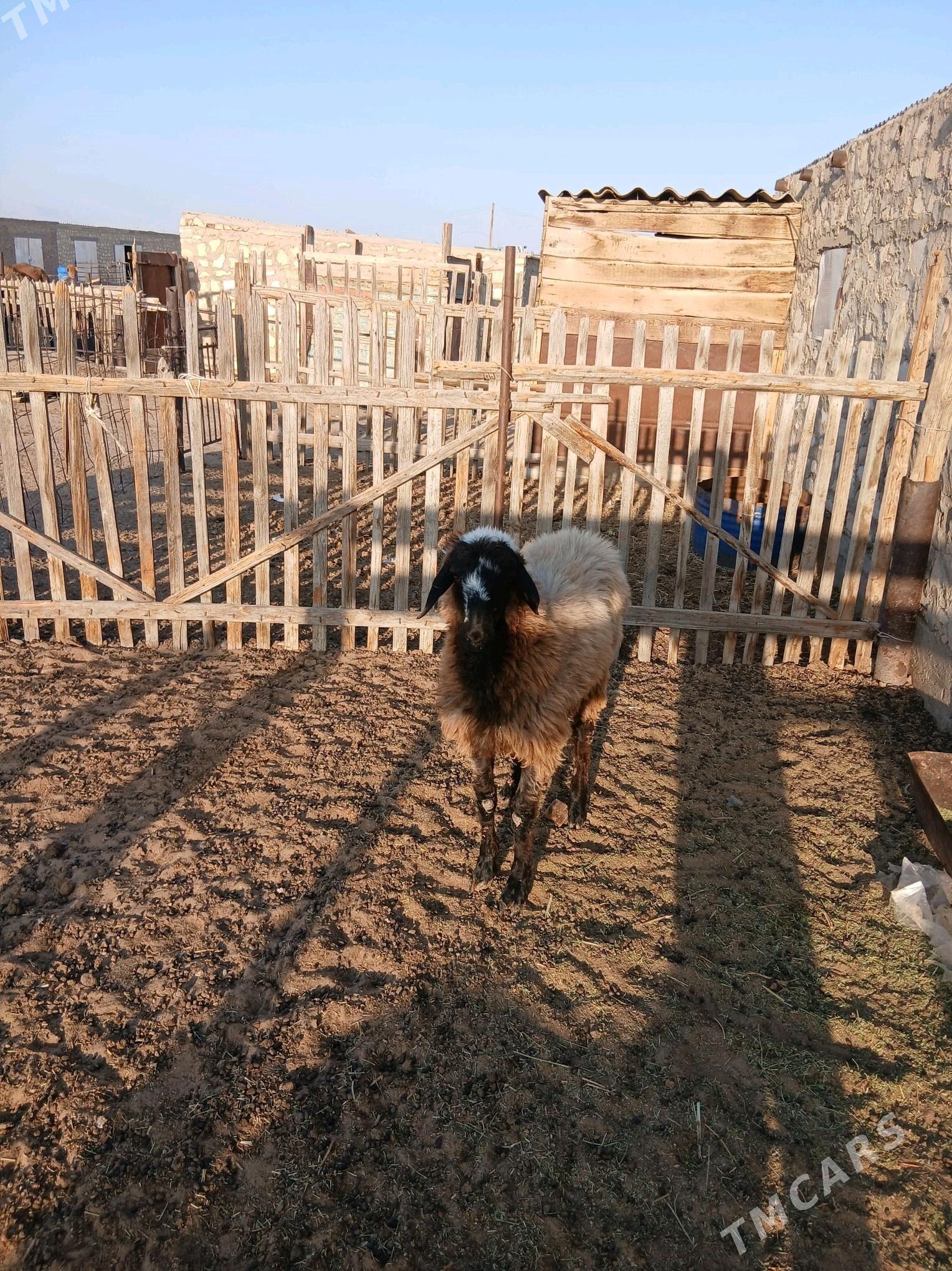 Tokly - Balkanabat - img 2