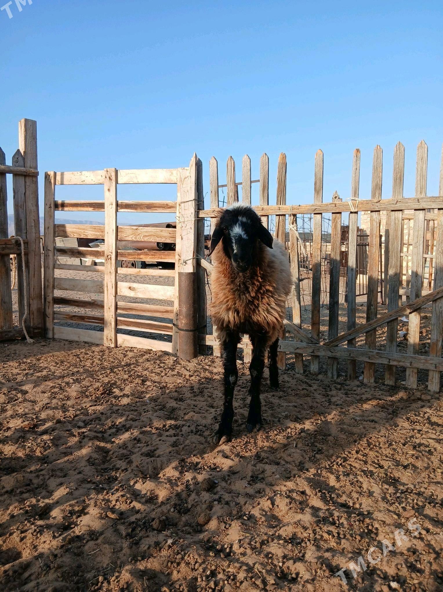 Tokly - Balkanabat - img 1