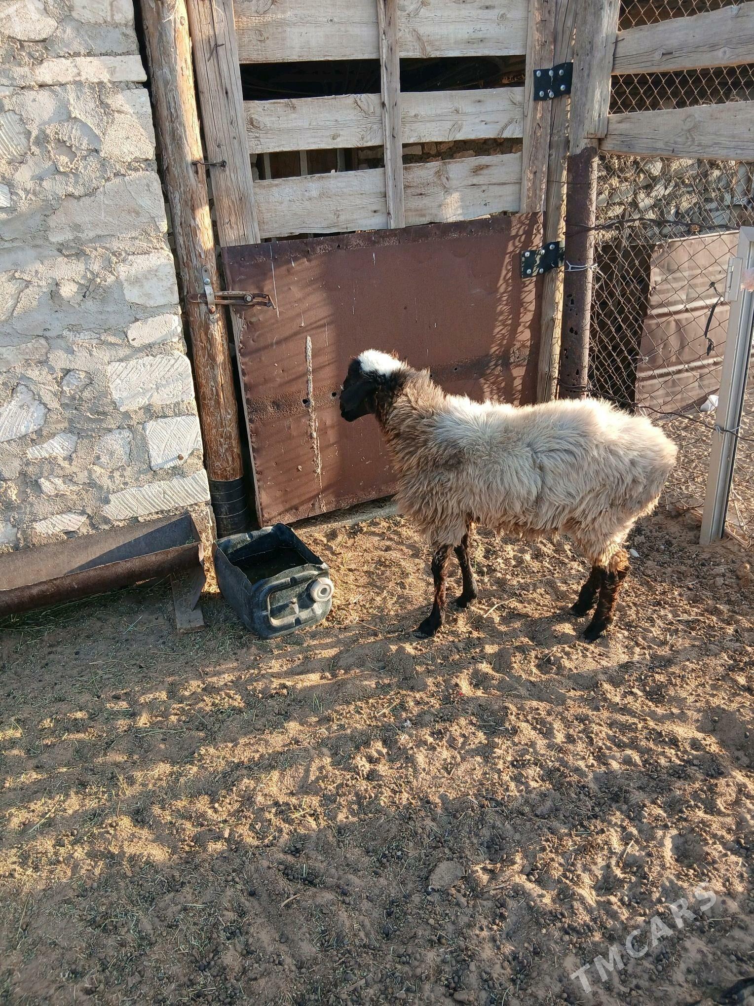 Tokly - Balkanabat - img 3