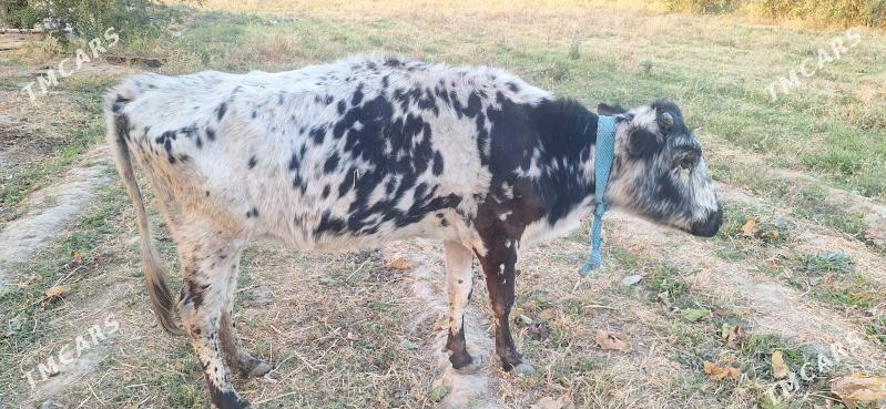 gysyr sygyr - Бахарден - img 2