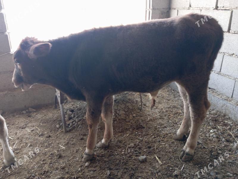 Öküz - Бахарден - img 1