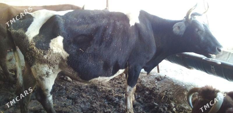 saglyk bogaz sygyr - Сакар - img 3