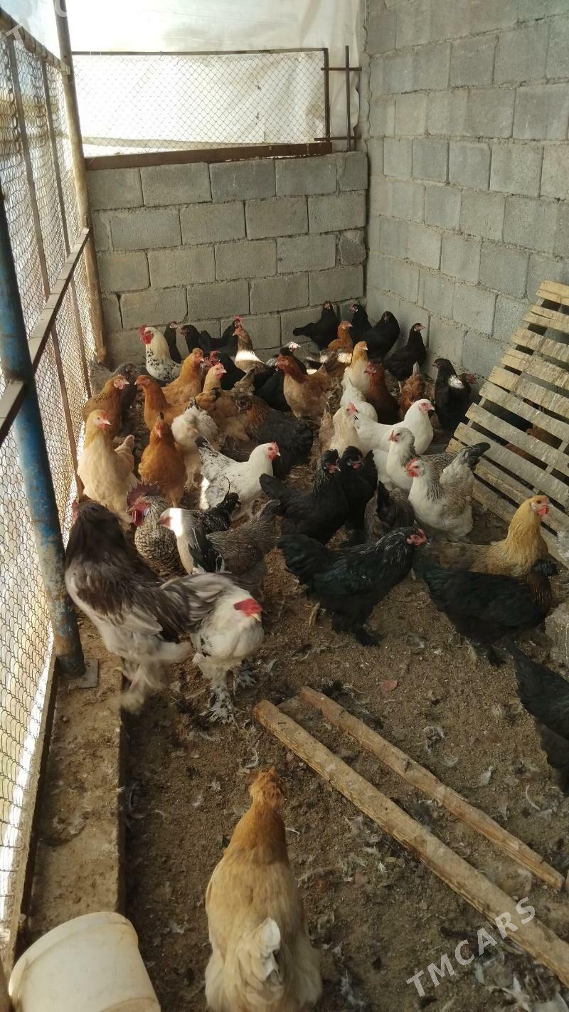 tovuklar - Büzmeýin - img 3