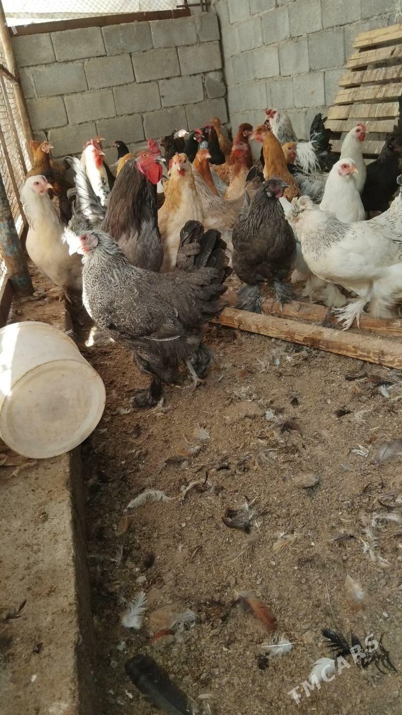 tovuklar - Büzmeýin - img 4