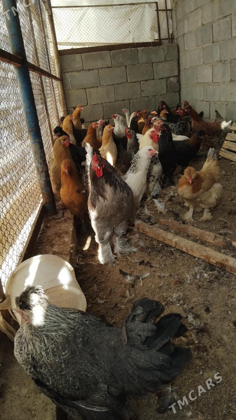 tovuklar - Büzmeýin - img 2