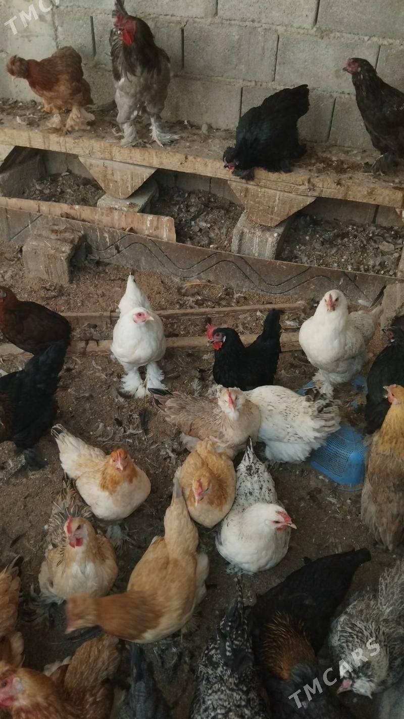 tovuklar - Büzmeýin - img 1