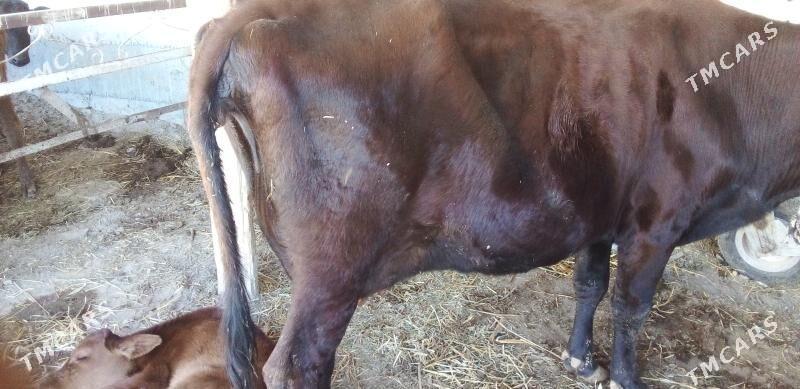 saglyk sygyr - Sakar - img 4