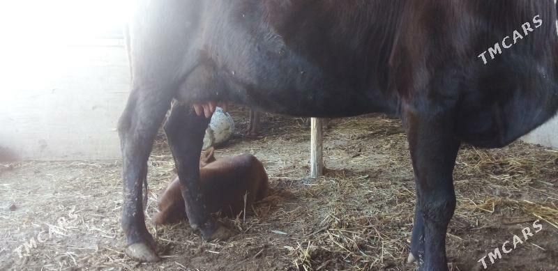 saglyk sygyr - Sakar - img 1