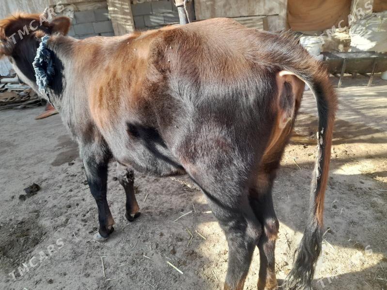 tuwe - Tejen - img 2