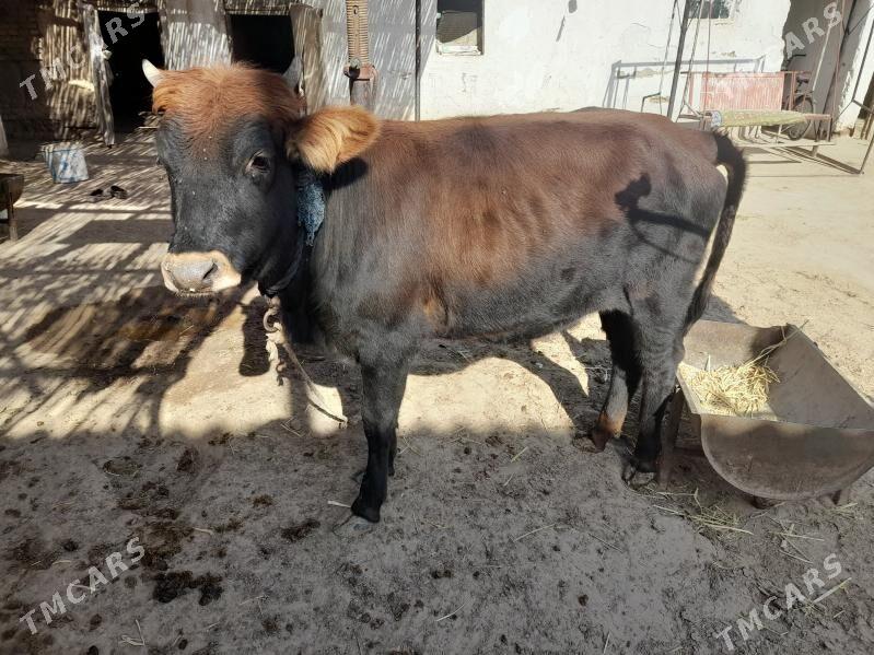 Tuwe - Tejen - img 1