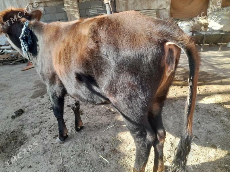 Tuwe - Tejen - img 2