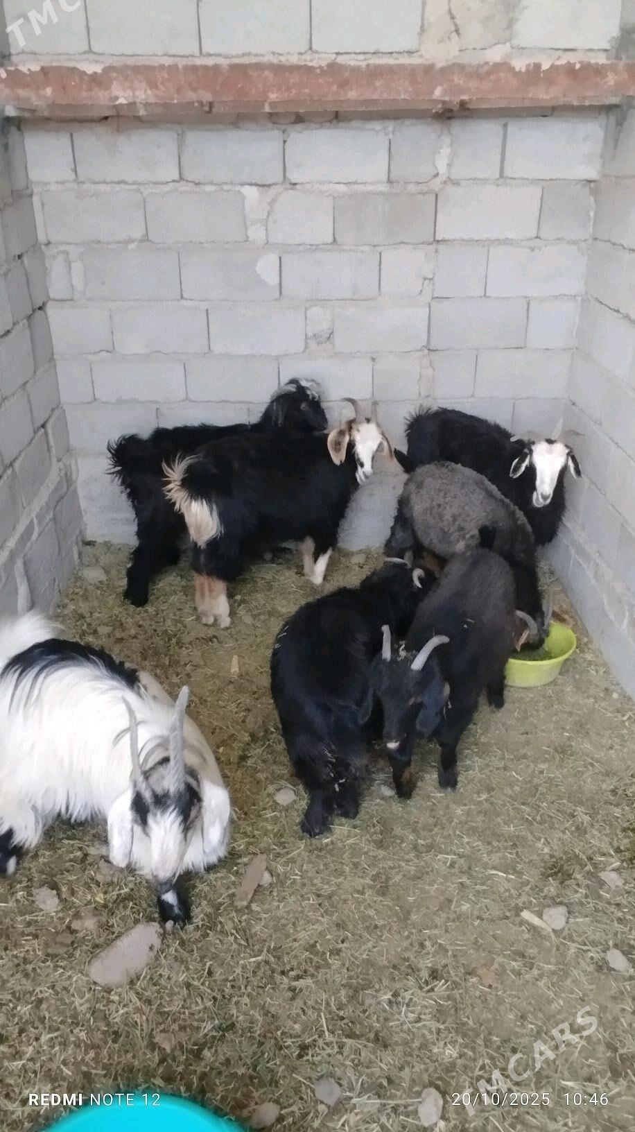 çewiş cewis cewiş - Gypjak - img 1