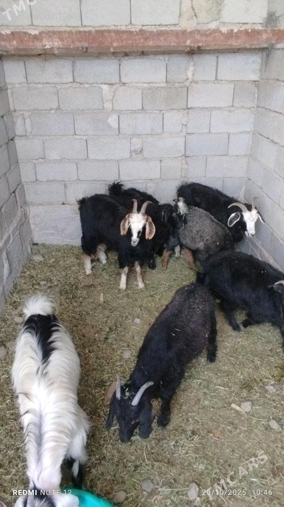 çewiş cewis cewiş - Gypjak - img 2