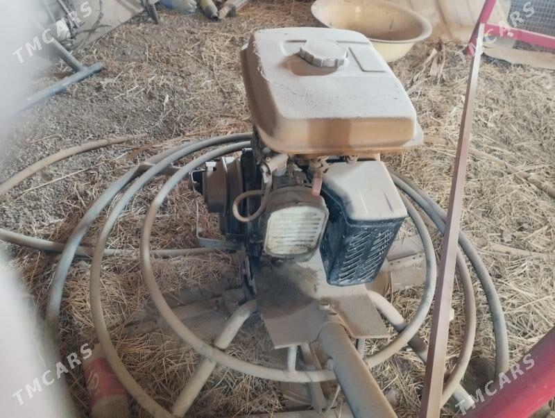 aligoptyr 60 lyk - Mary - img 3