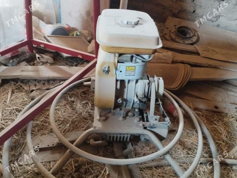 aligoptyr 60 lyk - Mary - img 5