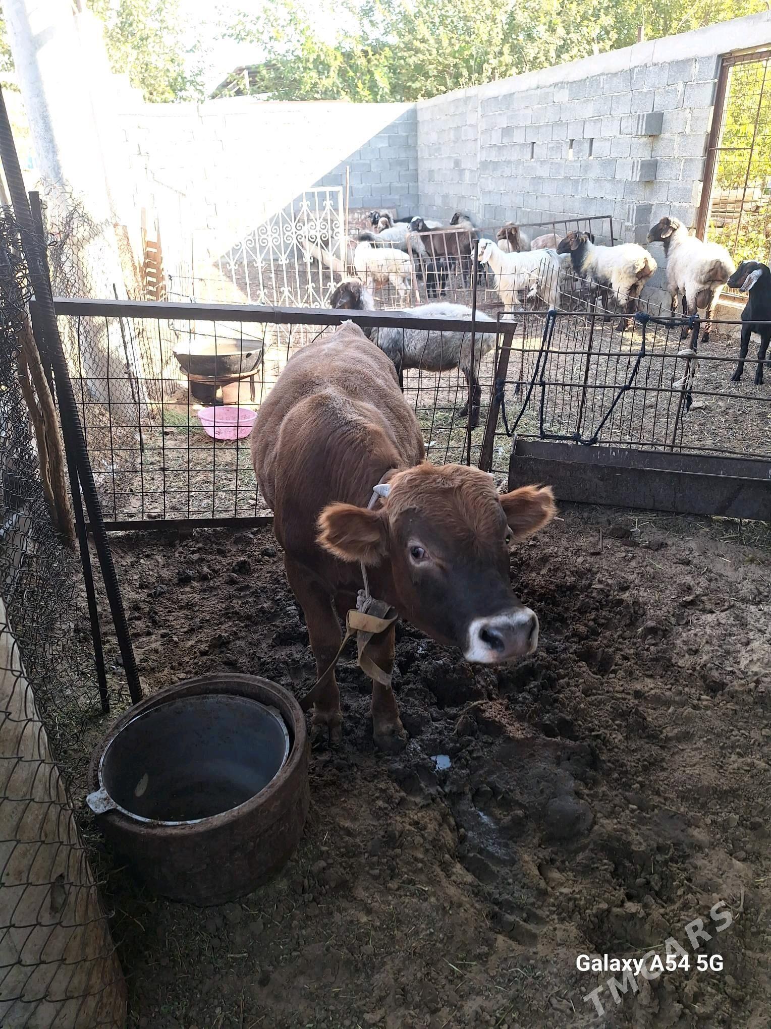 okuz - Gökdepe - img 4