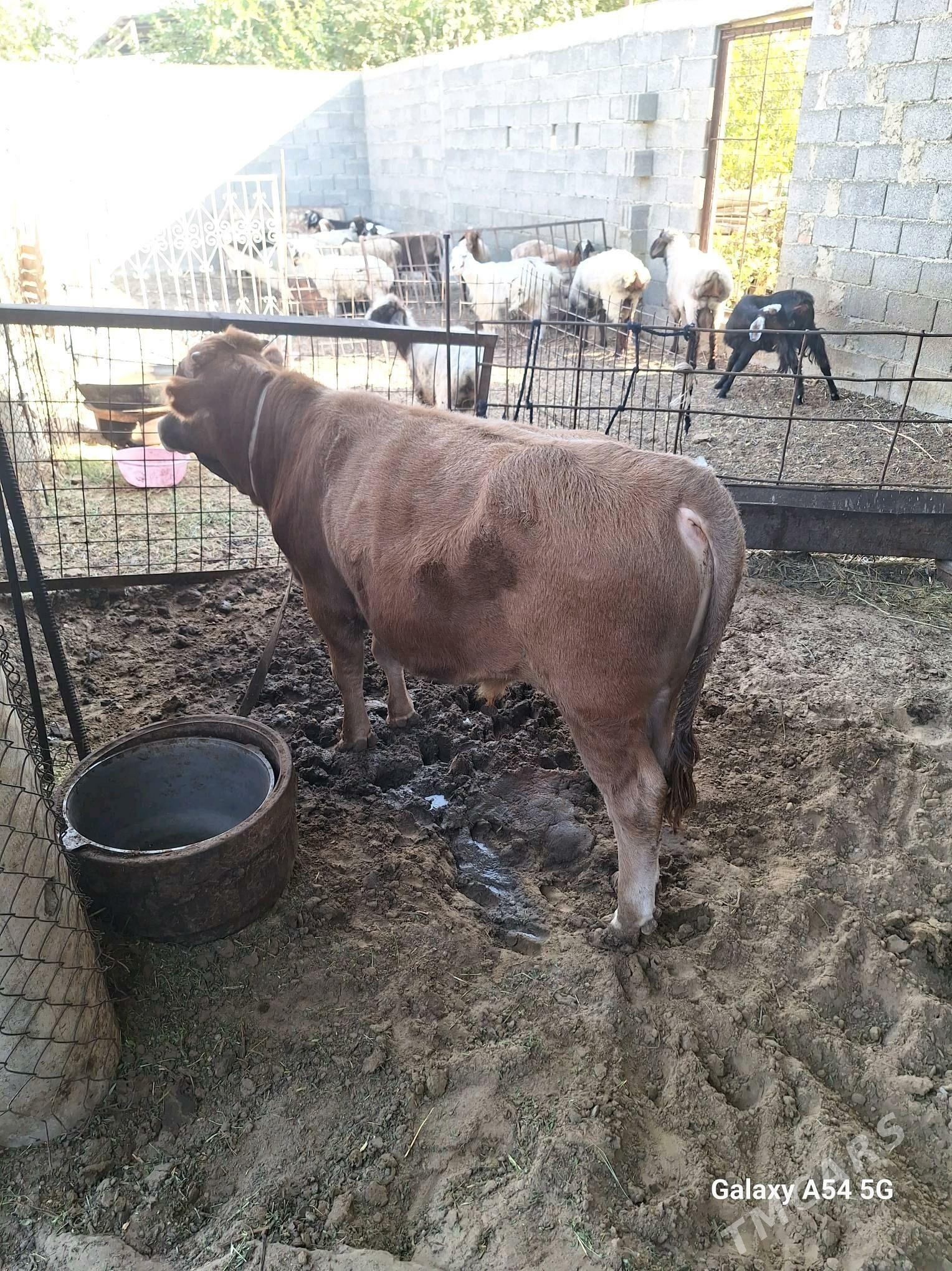 okuz - Gökdepe - img 1