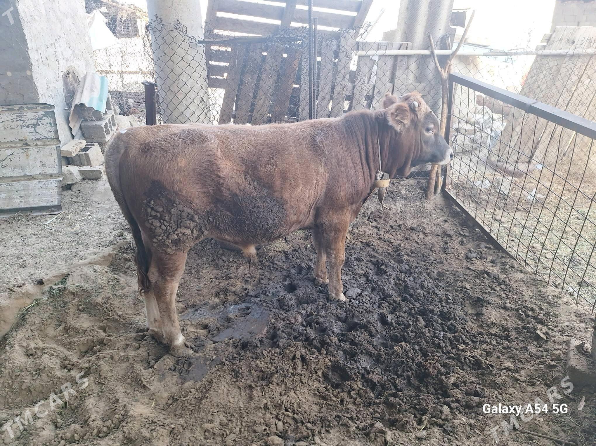 okuz - Gökdepe - img 3