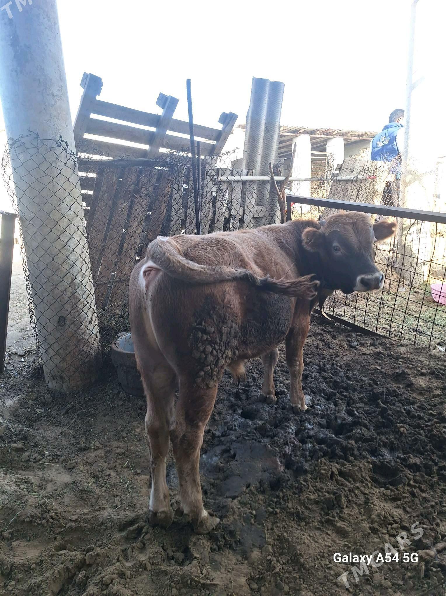 okuz - Gökdepe - img 2