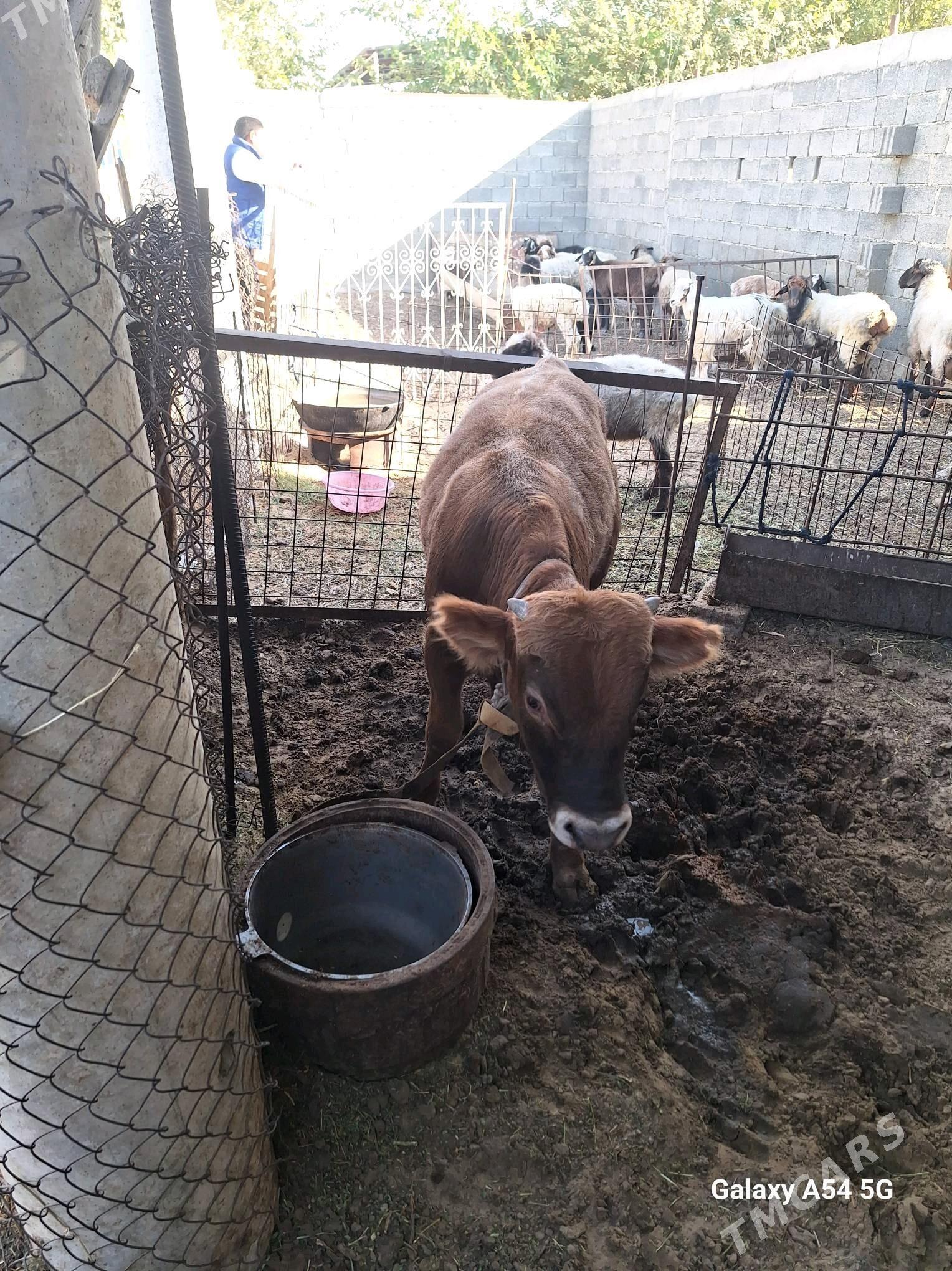 okuz - Gökdepe - img 5