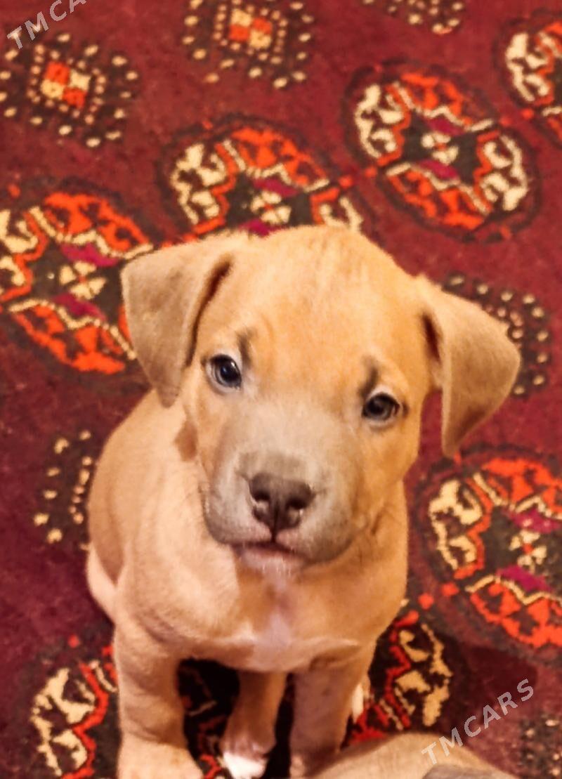 Стафф Бультерьера щенки - Туркменабат - img 1