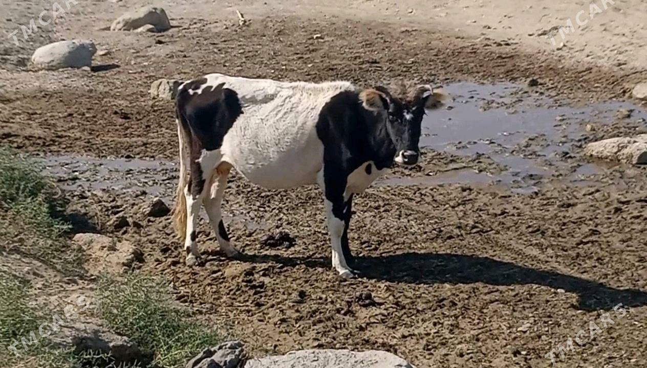 Sygyr 2 sany - Берекет - img 1