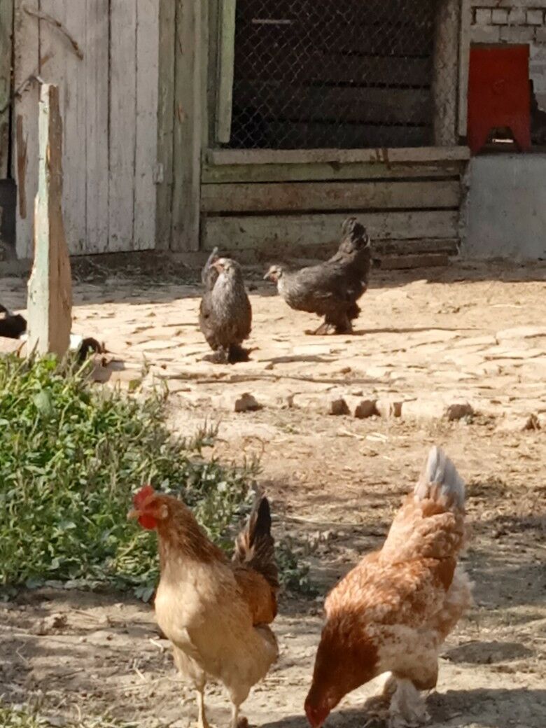 Towyklar - Büzmeýin - img 8