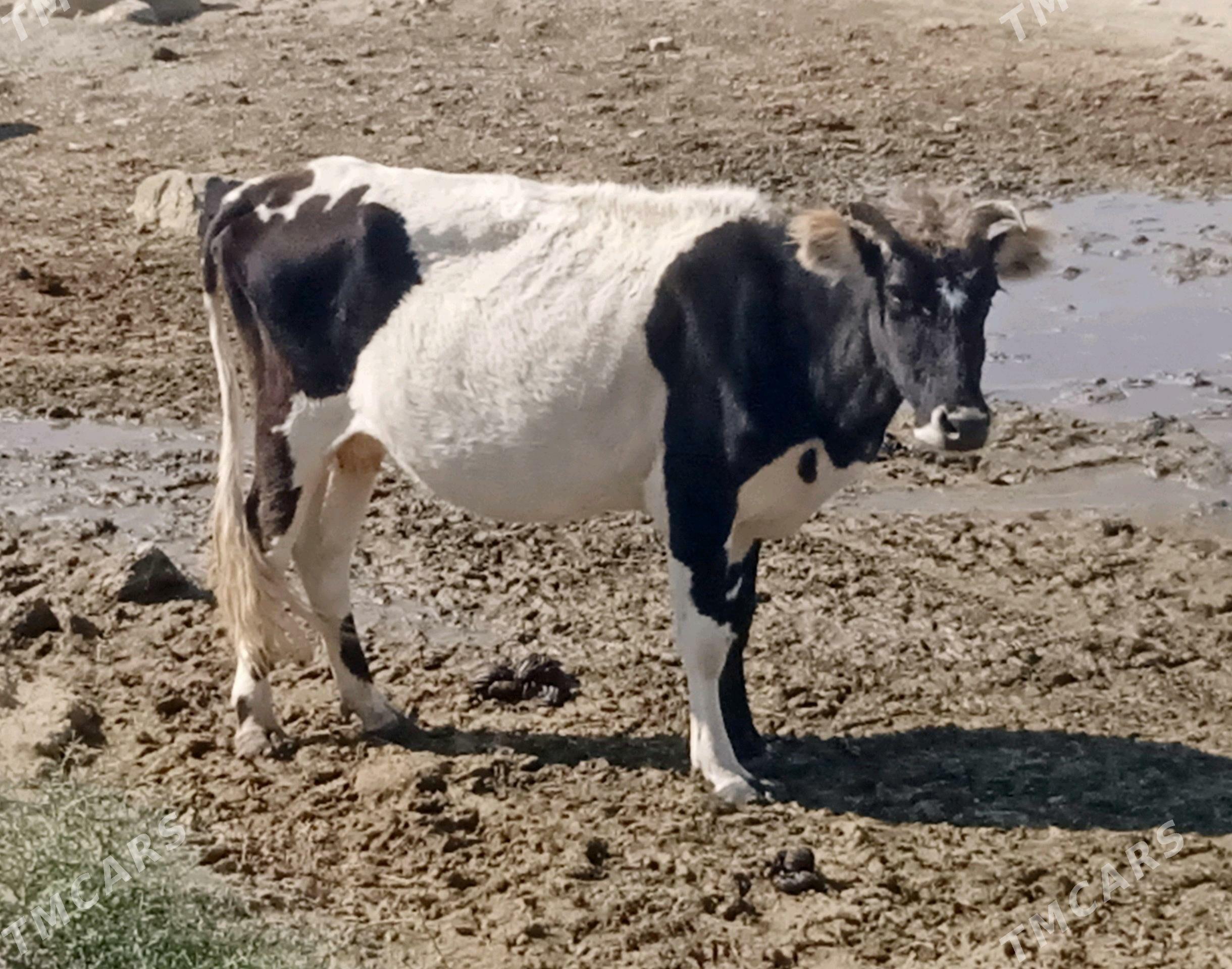 Sygyr 2 sany - Берекет - img 2
