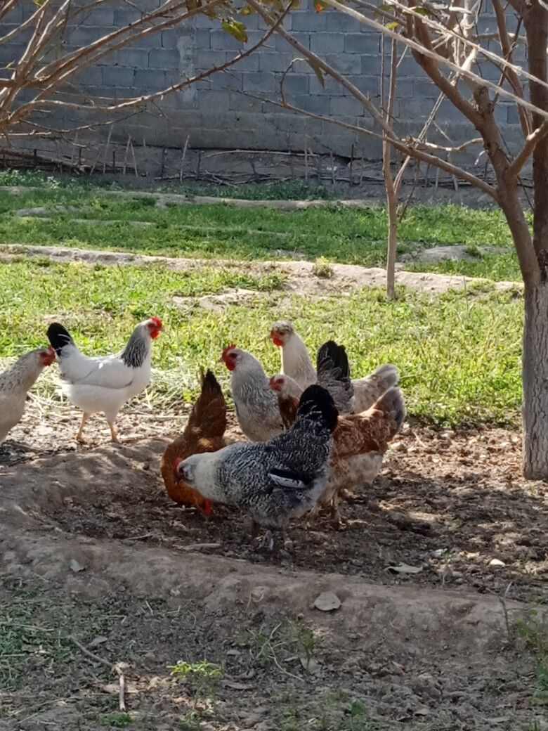 Towyklar - Büzmeýin - img 5