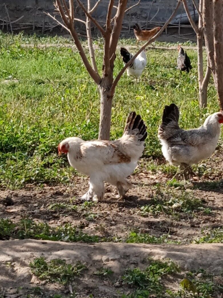 Towyklar - Büzmeýin - img 6