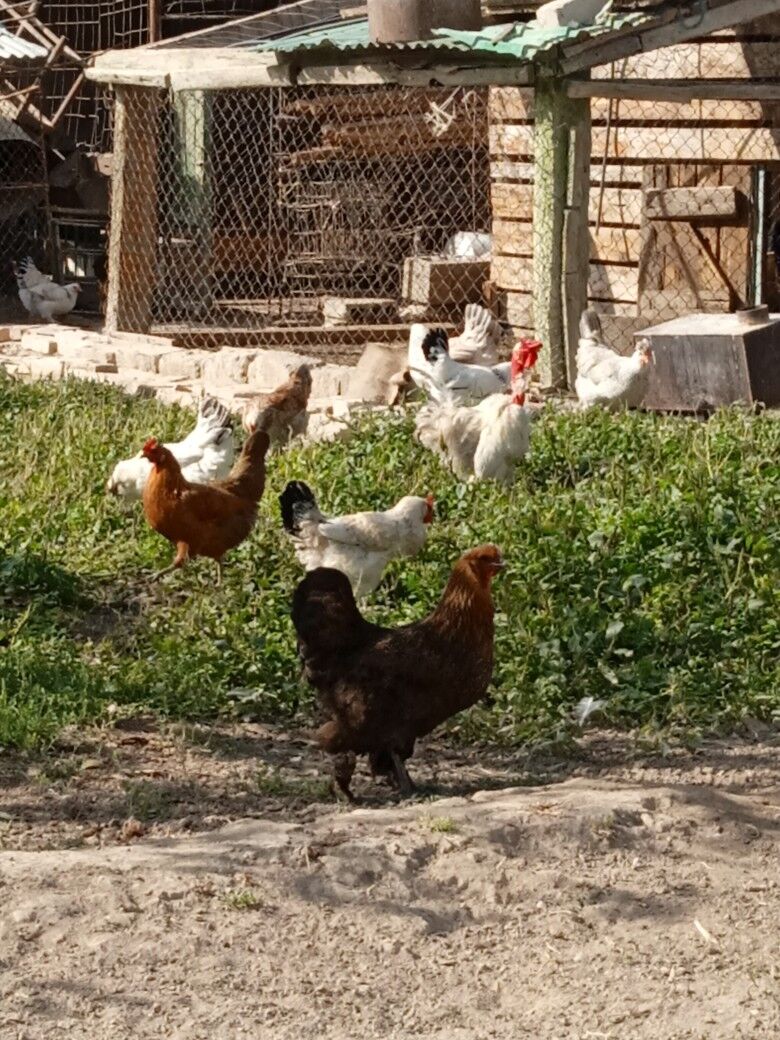 Towyklar - Büzmeýin - img 7