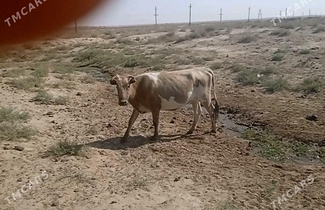 Sygyr 2 sany - Берекет - img 3