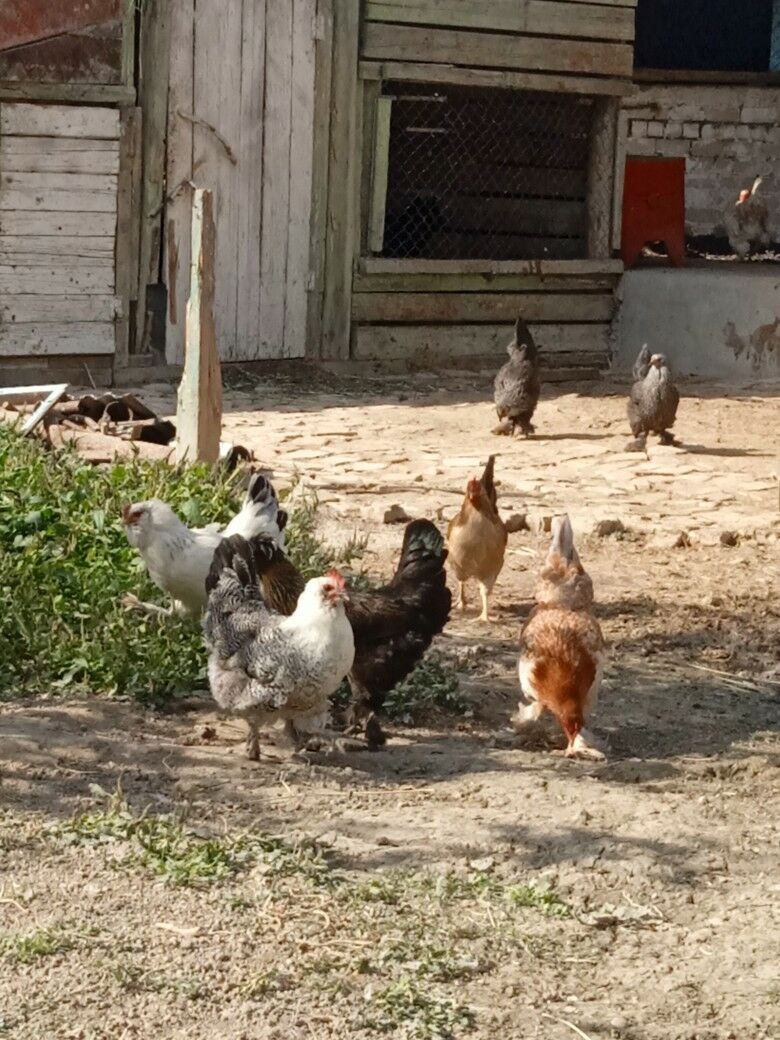 Towyklar - Büzmeýin - img 9