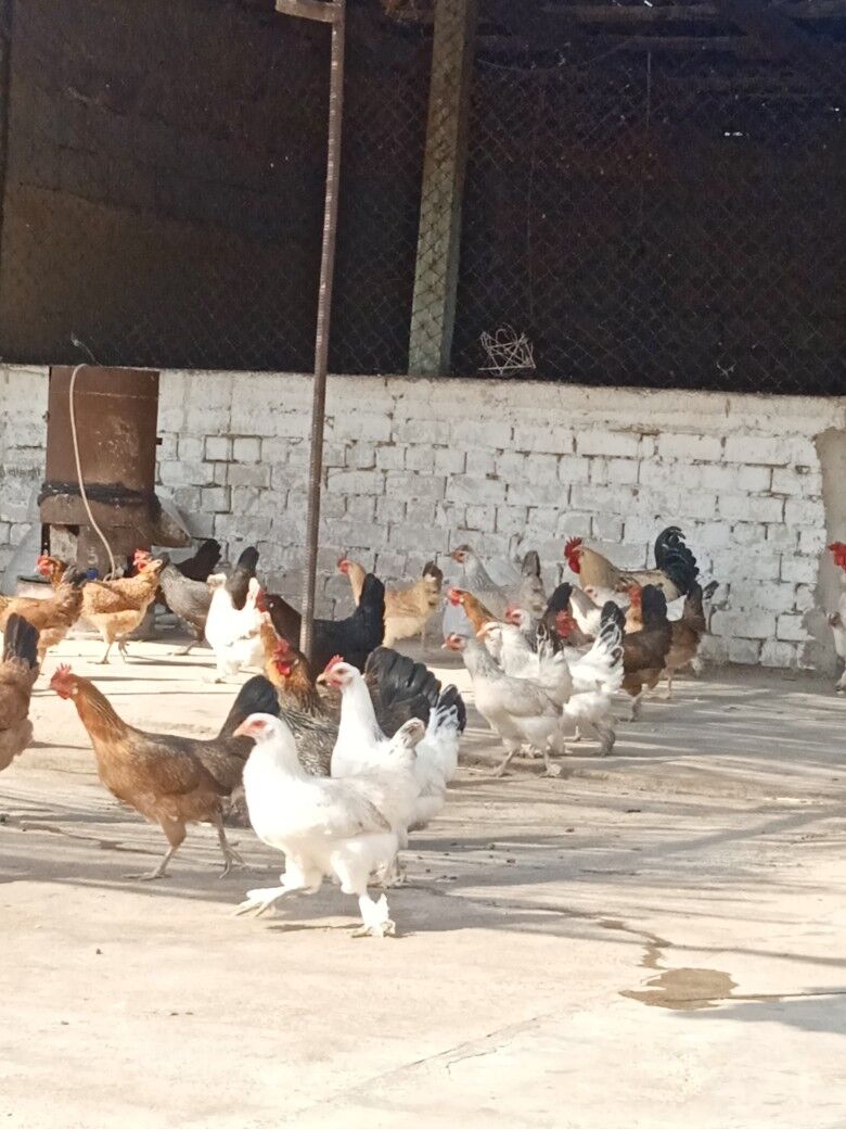 Towyklar - Büzmeýin - img 4