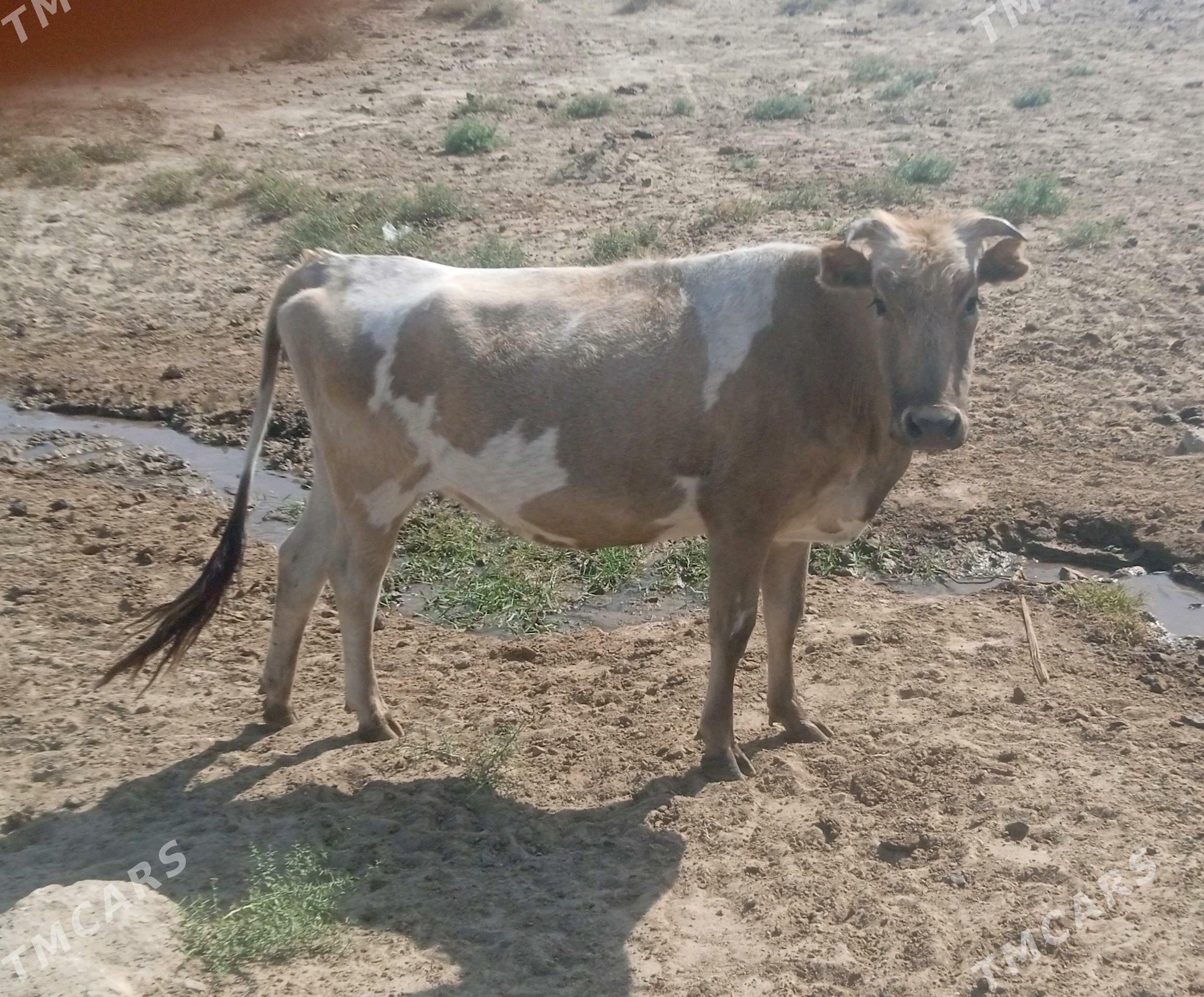 Sygyr 2 sany - Берекет - img 4