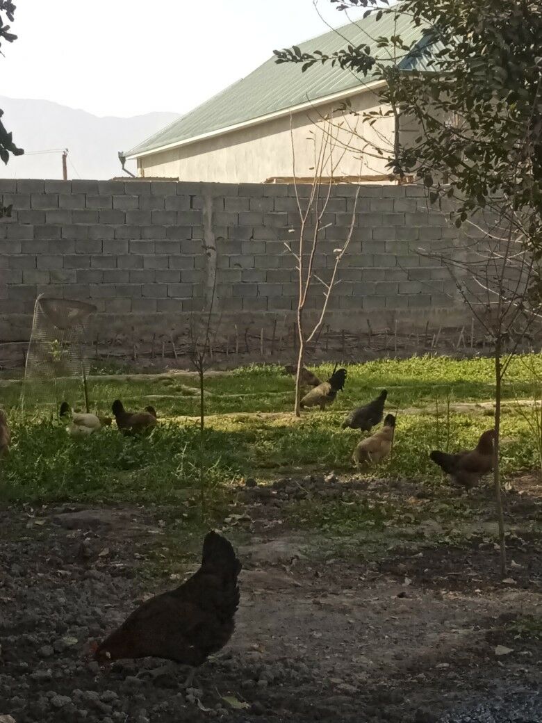 Towyklar - Büzmeýin - img 10