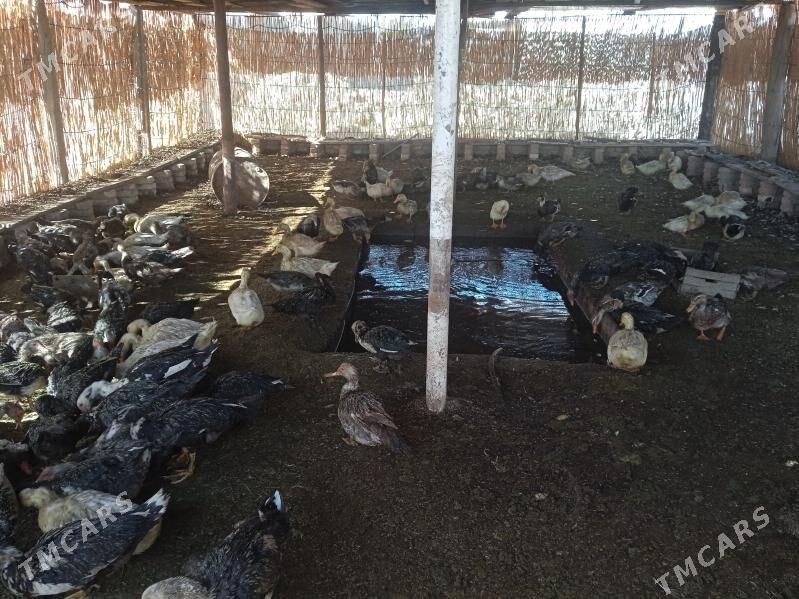 indawutka - Garagum etraby - img 1