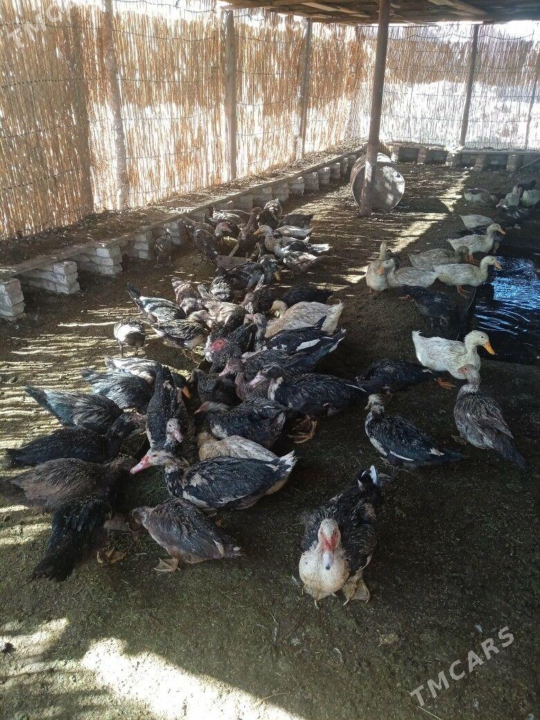 indawutka - Garagum etraby - img 2