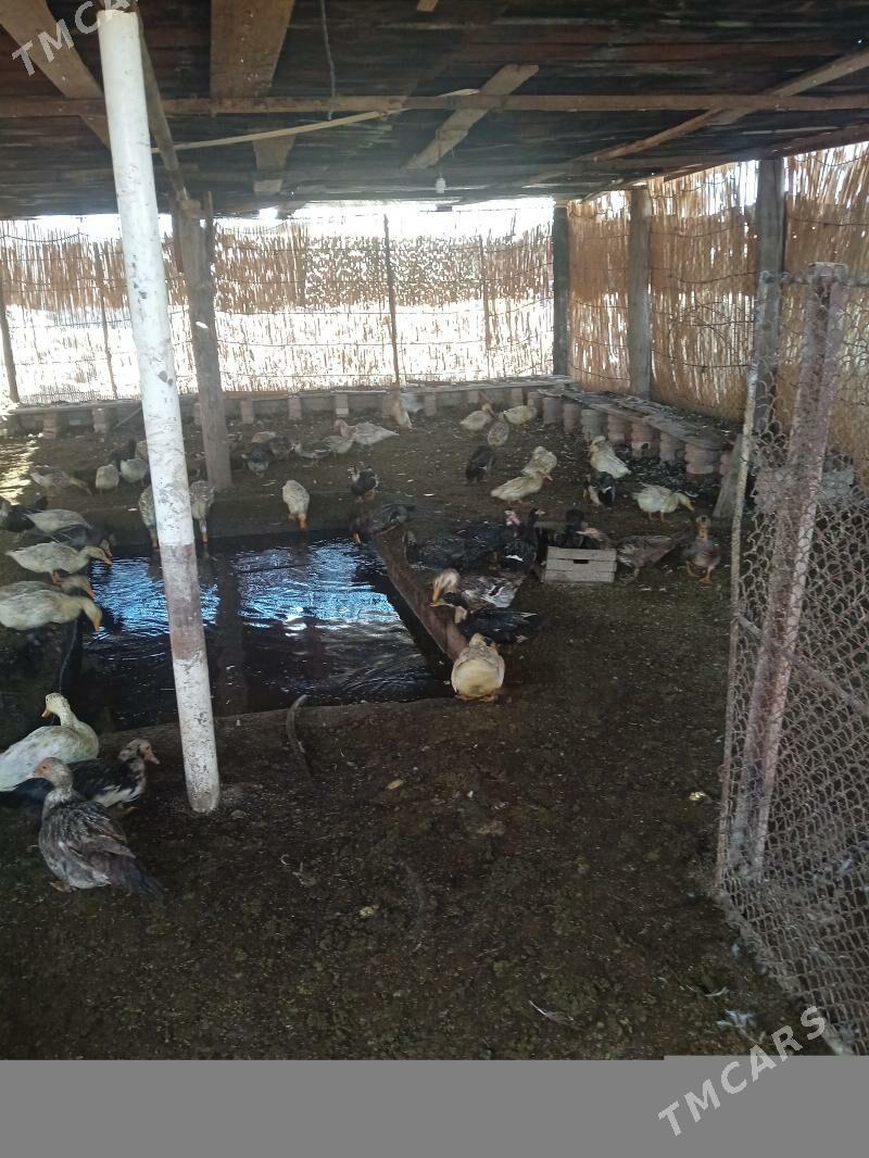 indawutka - Garagum etraby - img 3