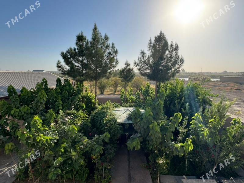 Daca - Mary - img 10