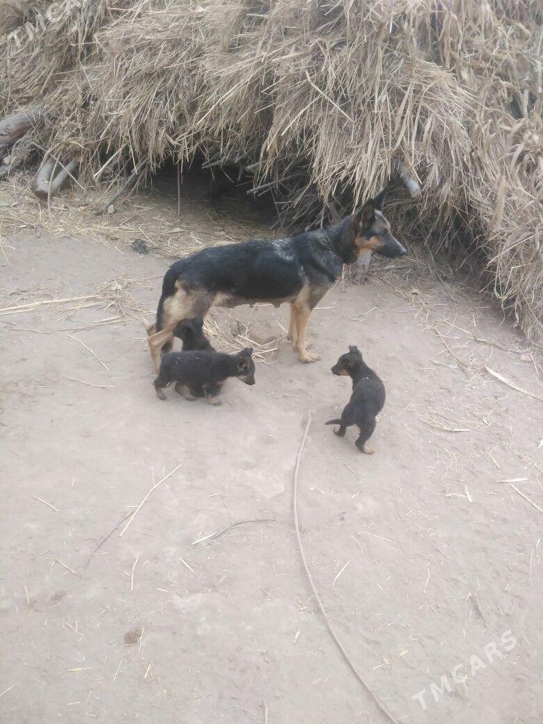 apcalka it cagalary - Шабатский этрап - img 1