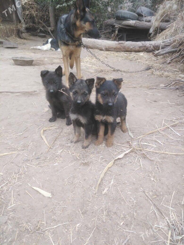 apcalka it cagalary - Шабатский этрап - img 3