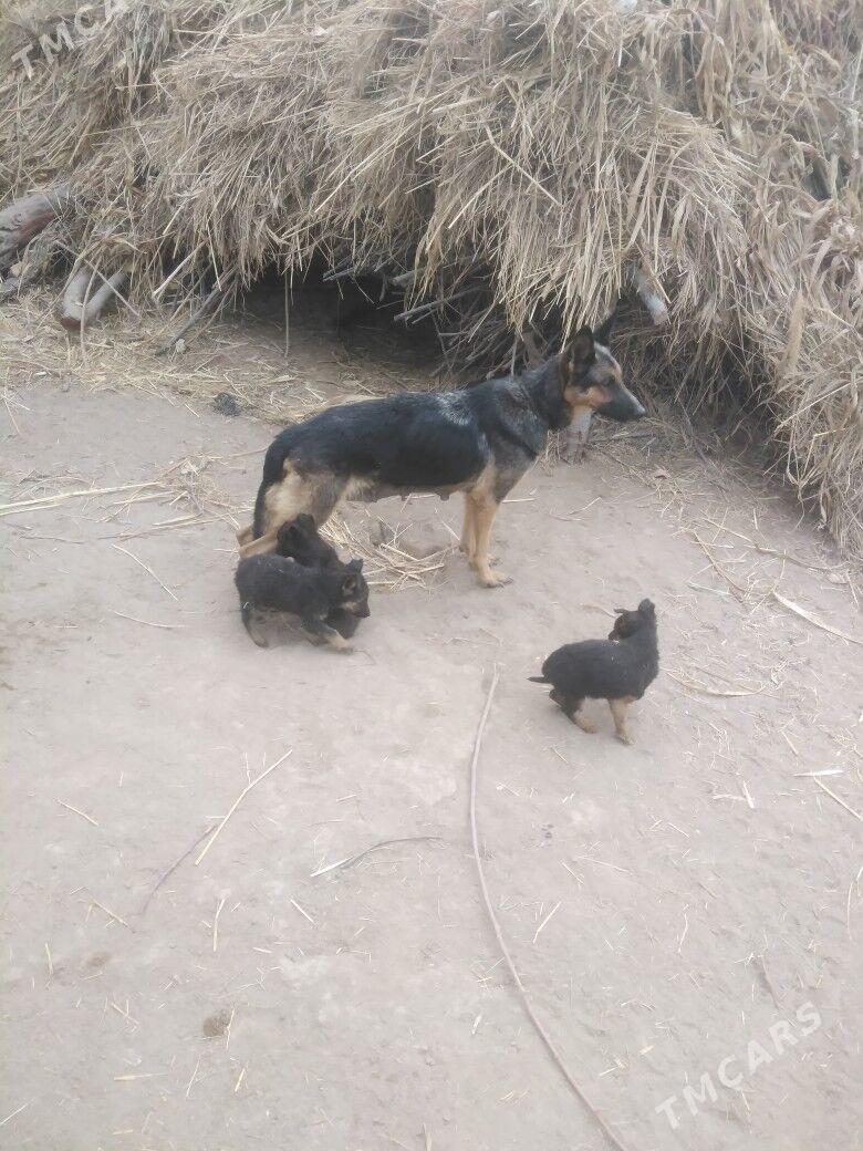 apcalka it cagalary - Шабатский этрап - img 2