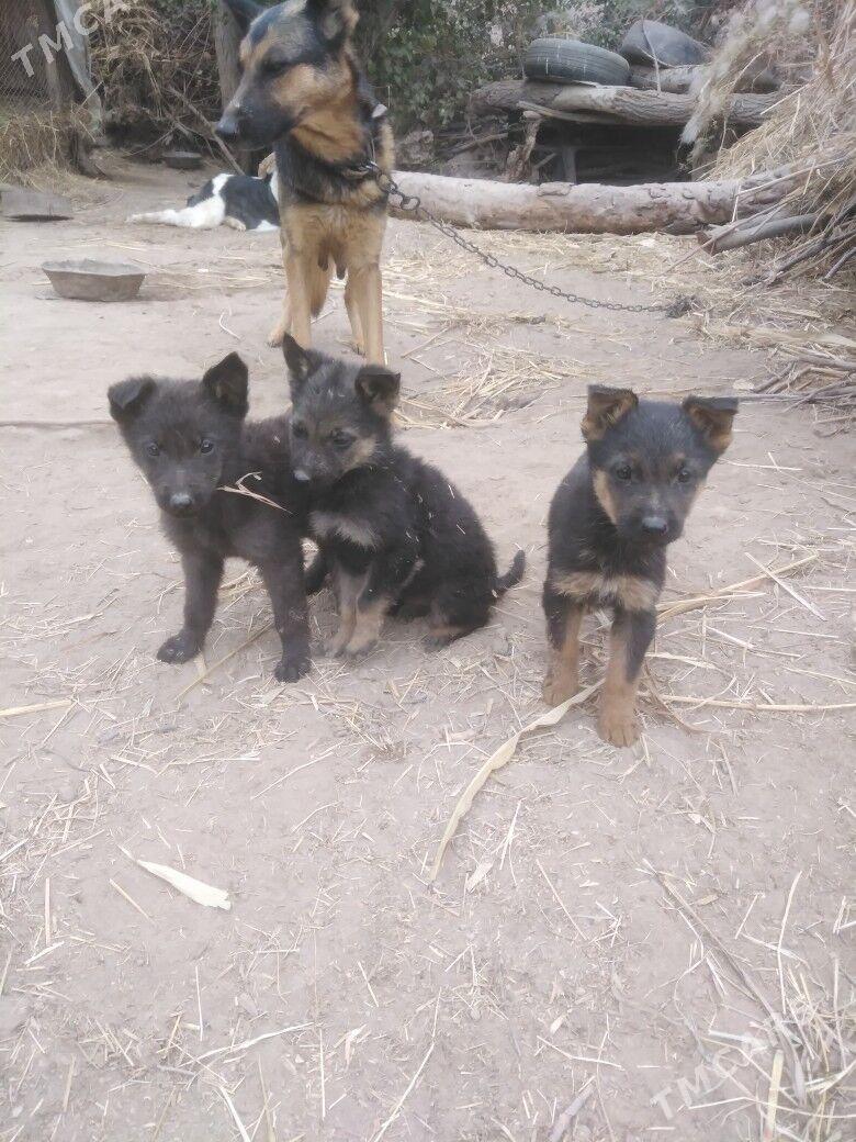 apcalka it cagalary - Шабатский этрап - img 4